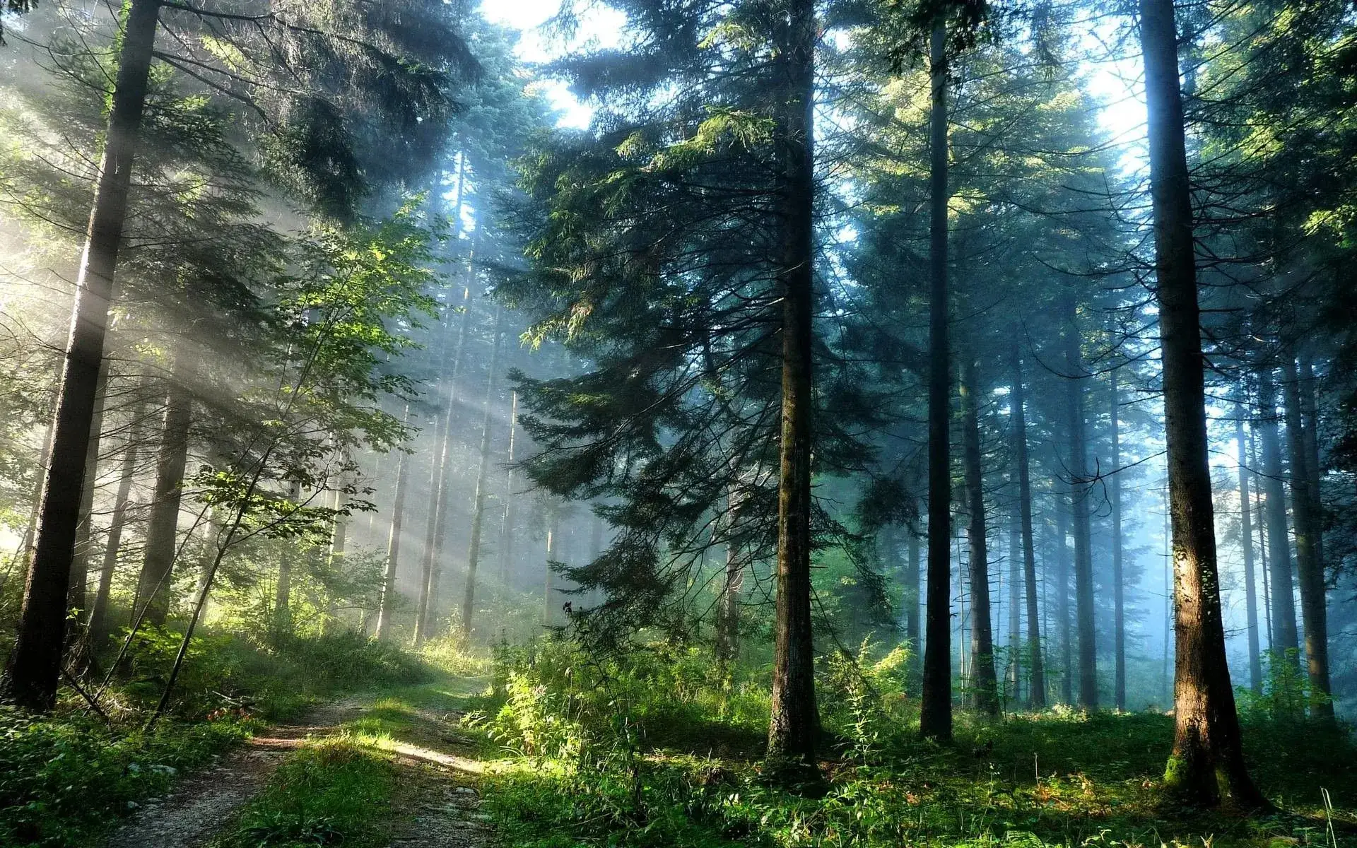 آنین کاغذ سنگی آنین کاغذ سنگی